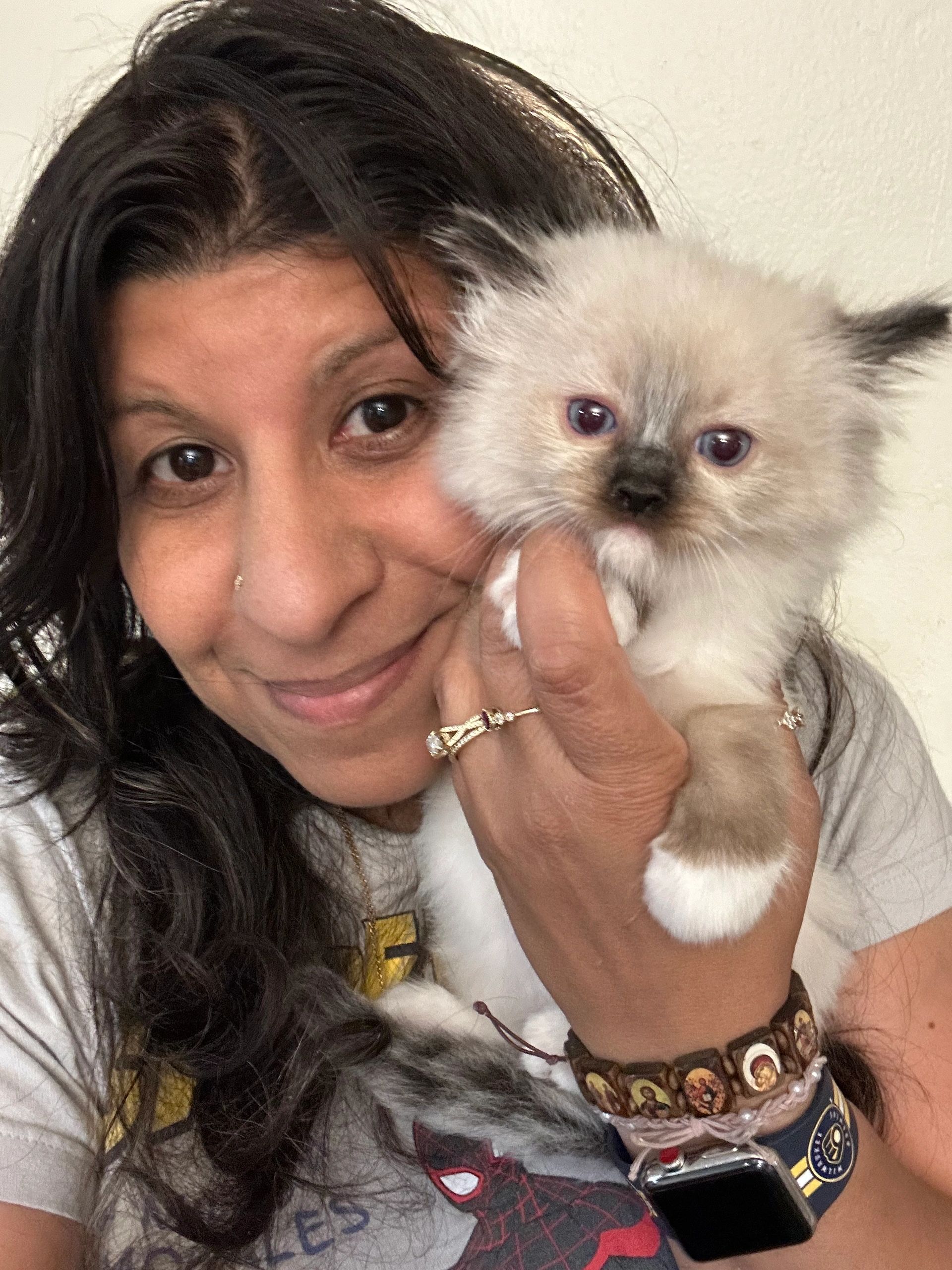 Fabio- purebred mitted seal point ragdoll kitten- msg me for more details. Current on vaccines 