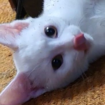 Kitty face.