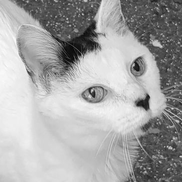 Kitty face.