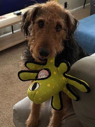 Dog with octopus toy.