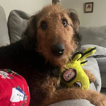 Dog with octopus toy. 