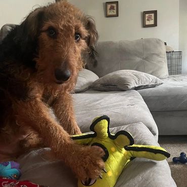 Dog with octopus toy.