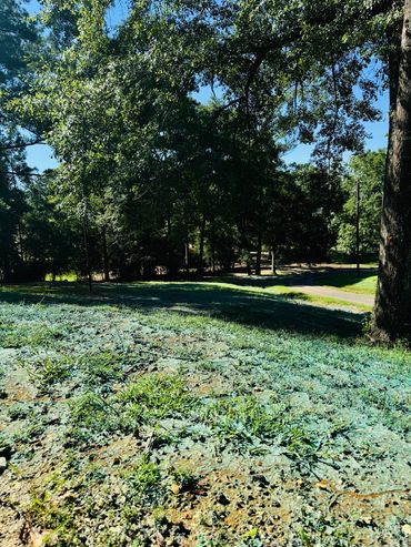 A sunny day in a leafy park with a grassy area and trees.