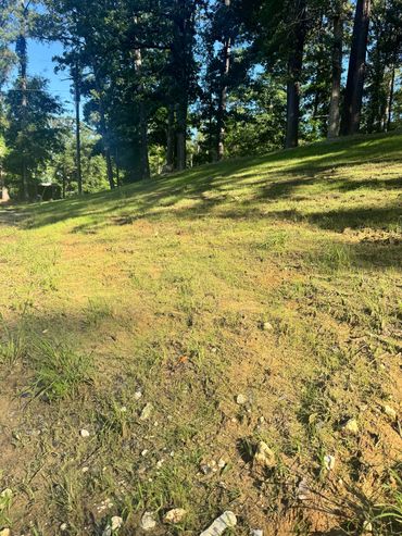 Sunlit grassy hill with trees in the background.