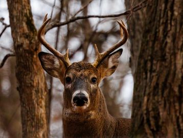 A deer with antlers in the forest.