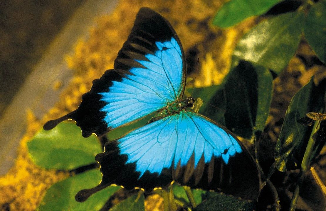 What's to Know About the Ulysses Butterfly?