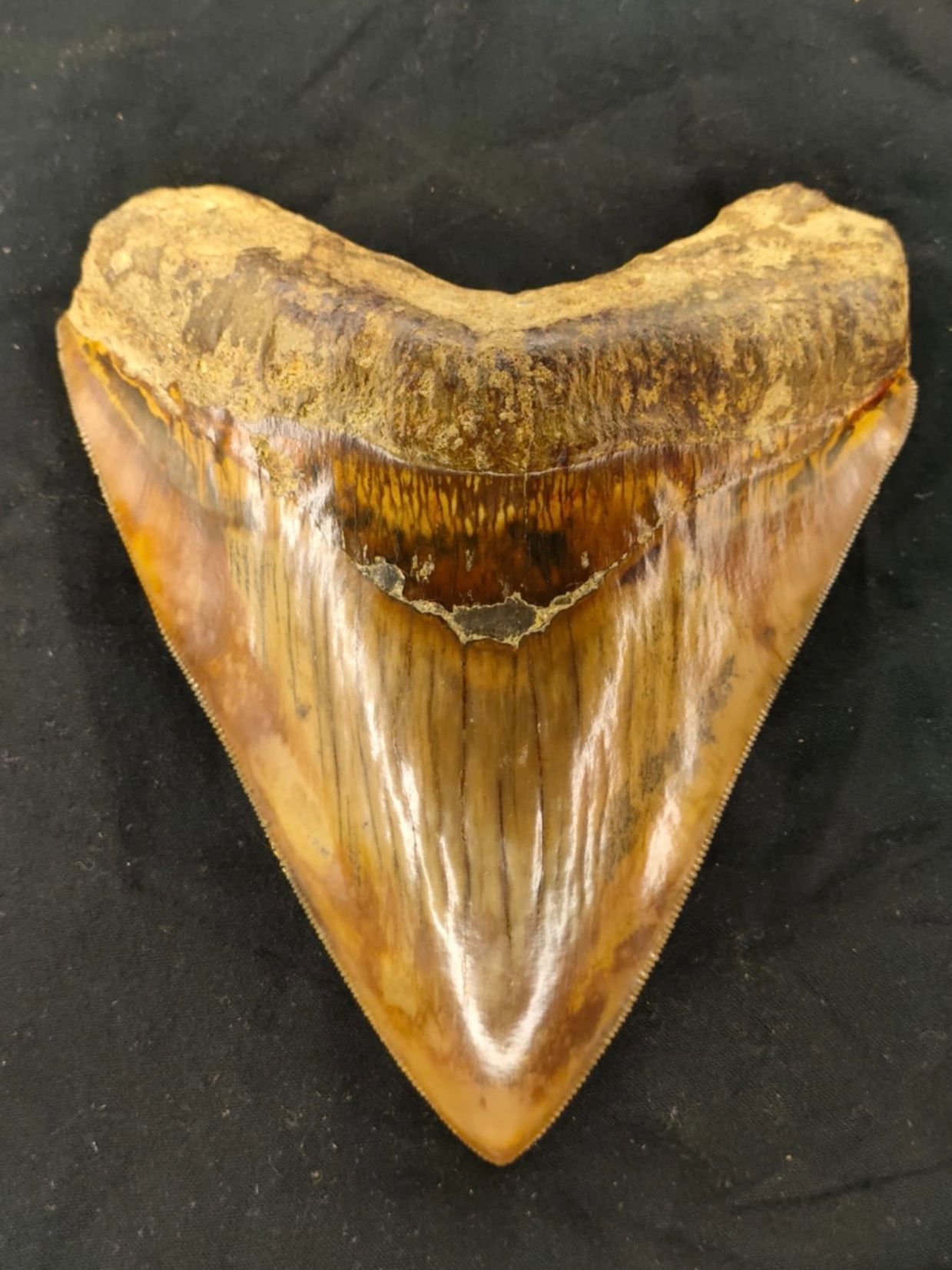 Large fossilized shark tooth on black background.