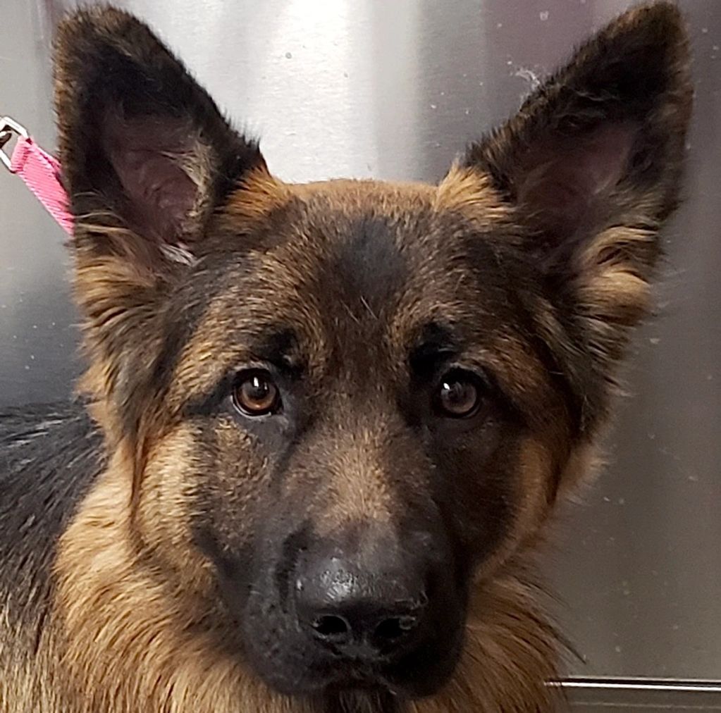 Close-up of a German Shepherd's face with attentive eyes and erect ears.