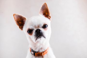 An angry looking chihuahua.