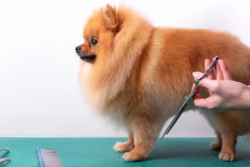 A Pomeranian having it's front legs scissored.