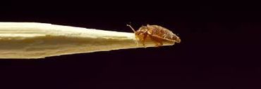 Bed Bug Service - Bradenton Termite and Pest Control