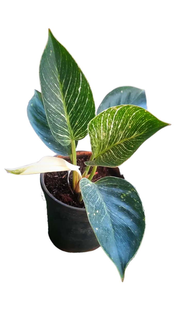 Herbal birkin Clearance