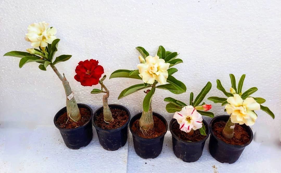 Adenium Plant Nursery