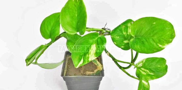 This is a live plant of ROOKHRAJ PAUDHSHALA Good Luck Money Plant, Pothos Live Indoor Plants