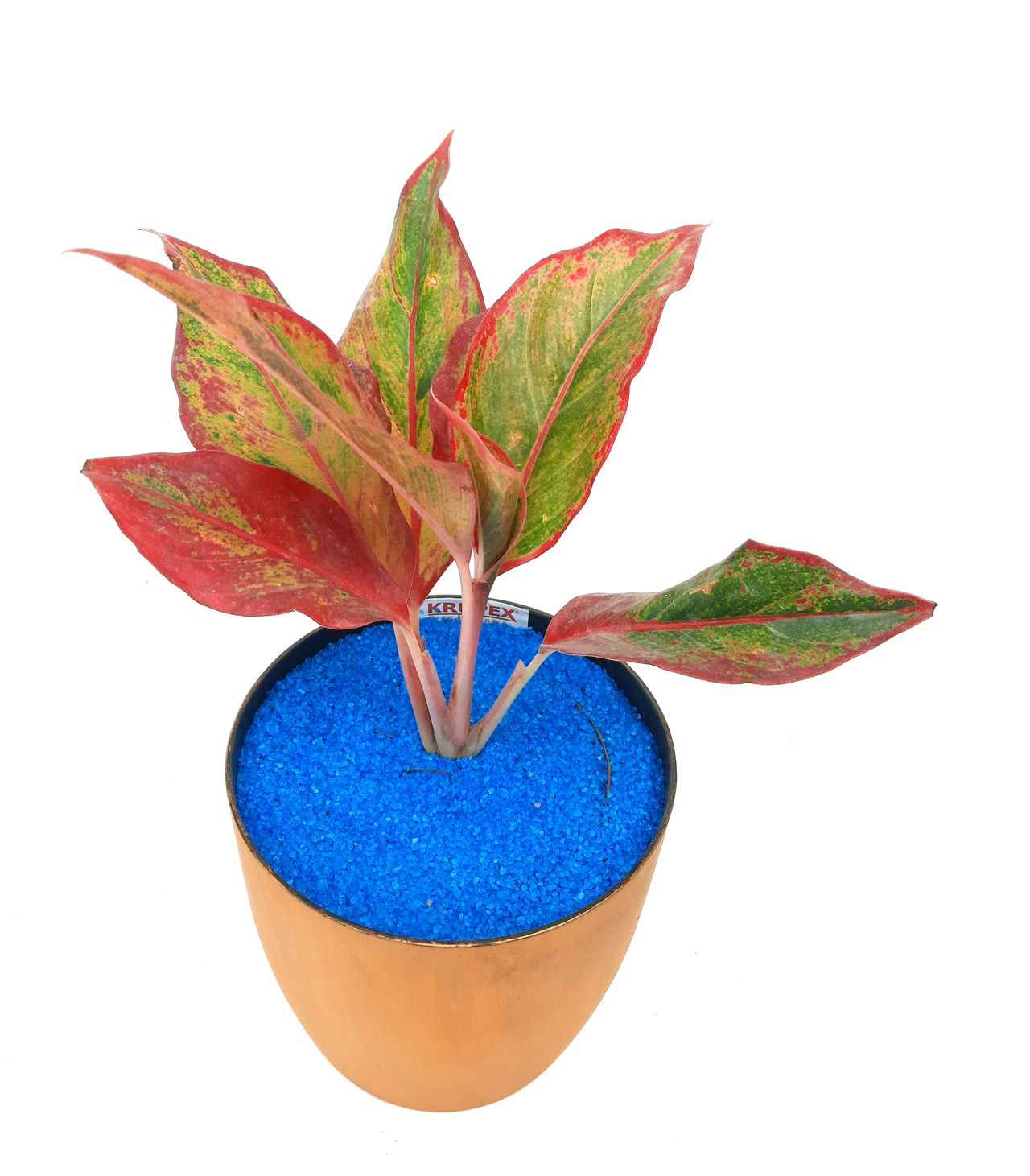 How to Care for Aglaonema Live Indoor Plants: "Greenery Guide"
