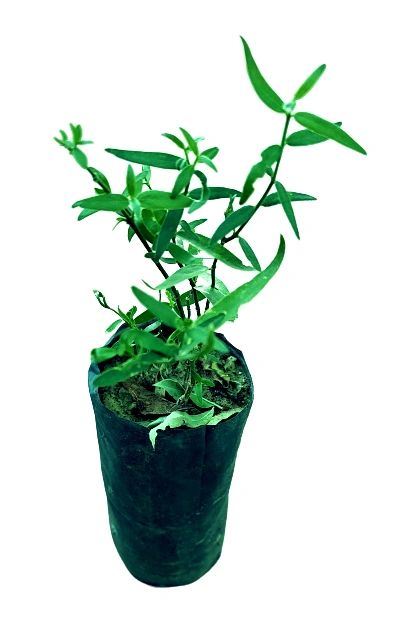 Salvadora oleoides, the Toothbrush Tree, stands as a testament to the wonders nature bestows upon us. From its vital role in oral health to its contribution to sustainability and cultural heritage, this unassuming plant holds a treasure trove of insights waiting to be uncovered. As we immerse ourselves in the tale of Salvadora oleoides, let us remember that beneath its branches lie lessons that transcend time, offering a roadmap toward holistic well-being and a harmonious relationship with our natural world.