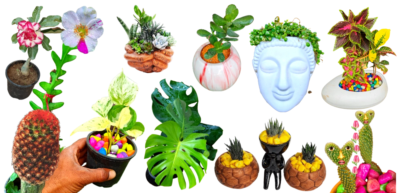 RAJ GARDEN PLANTS® Plant Nursery, Salvadora Persica, Lasora Plant