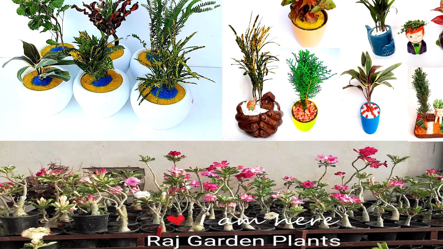 RAJ GARDEN PLANTS®