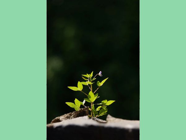 Small plant growing with butterfly perched on top.
