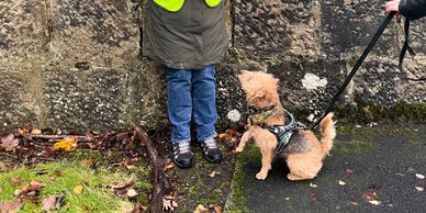 terrier type dog indicating on person during mantrailing