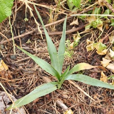 Young green plant with long leaves growing in soil.