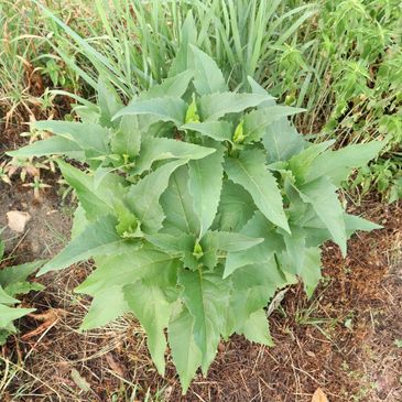 Green leafy plant growing outdoors.