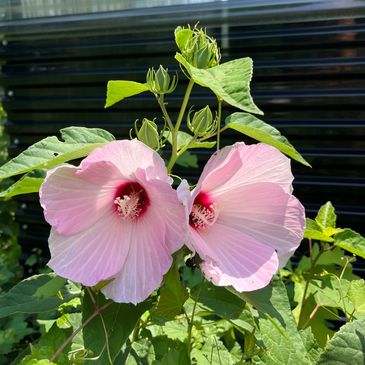 Two pink hibiscus flowers in bloom.