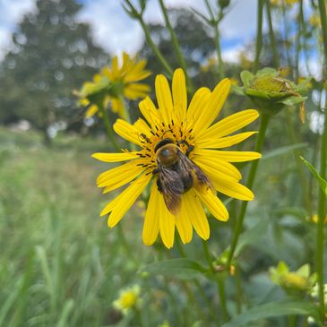 Bee collecting nectar from a yellow flower.