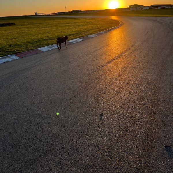 A dog walks on a racetrack at sunset, with the sun casting golden light.