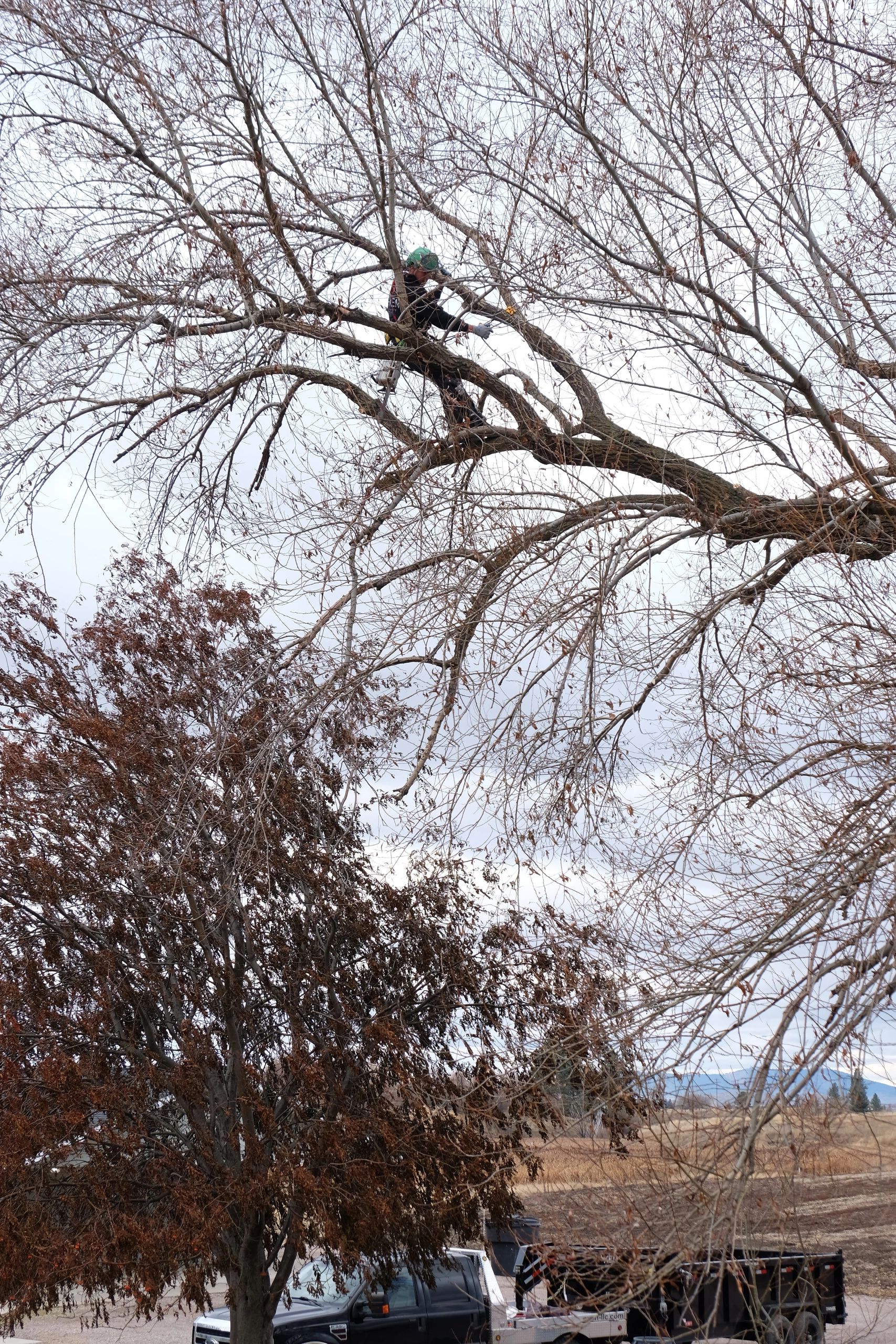 Fall willow tree pruning. 