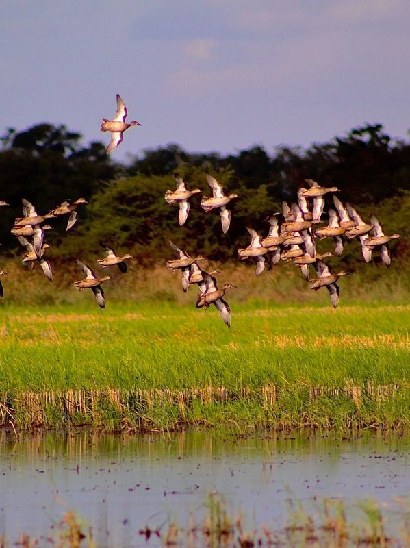 Texas Waterfowl Outfitter — photo 1