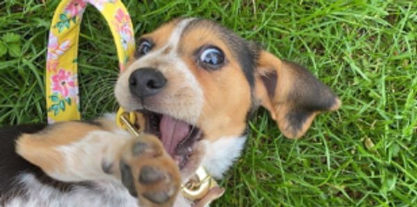 Playful dog rolling on grass with a surprised expression.