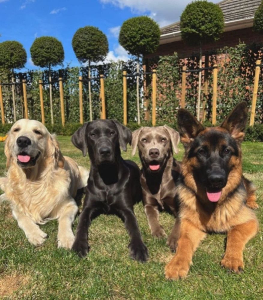 Four dogs of different breeds sitting together on grass.