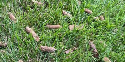 Dog feces scattered on grass.