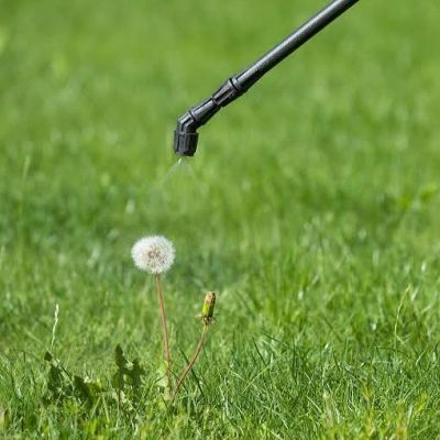 Spraying dandelion on grass with nozzle.