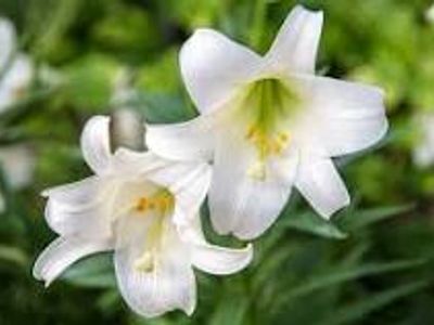 Two white trumpet-shaped lily flowers with green foliage background.