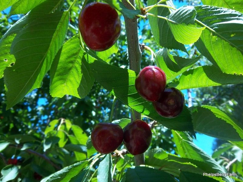 Phelps Fruit & Berry Farm