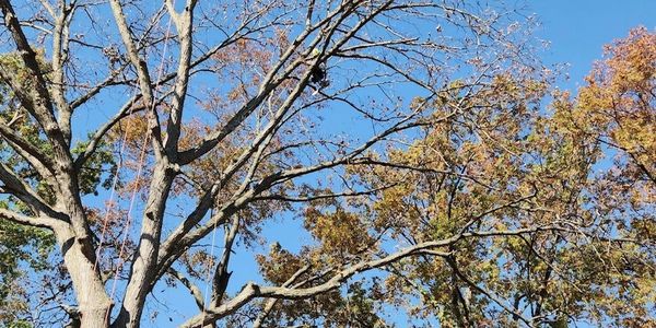 Certified tree expert, pete spittel pruning this large oak tree.