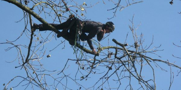 Pete spittel, owner arborist pruning a tree.