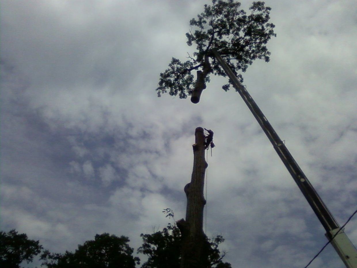 Large oak tree removal in westfield, nj.