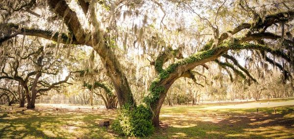 A large tree