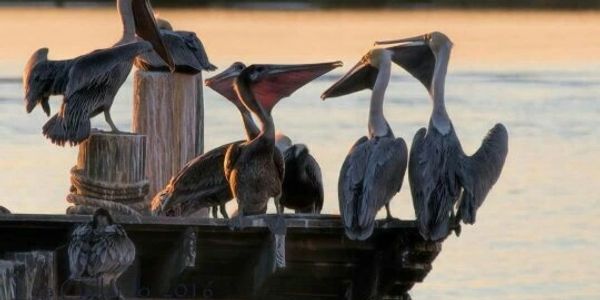 A flock of pelicans