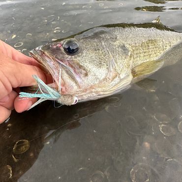 A beautiful Bass caught with a Marsh Monkeys Jig!