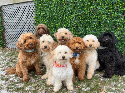 Toute la famille- goldendoodles miniatures