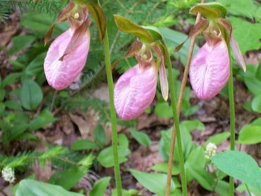 Three pink lady's slipper orchids.