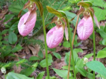 Three pink lady's slipper orchids.