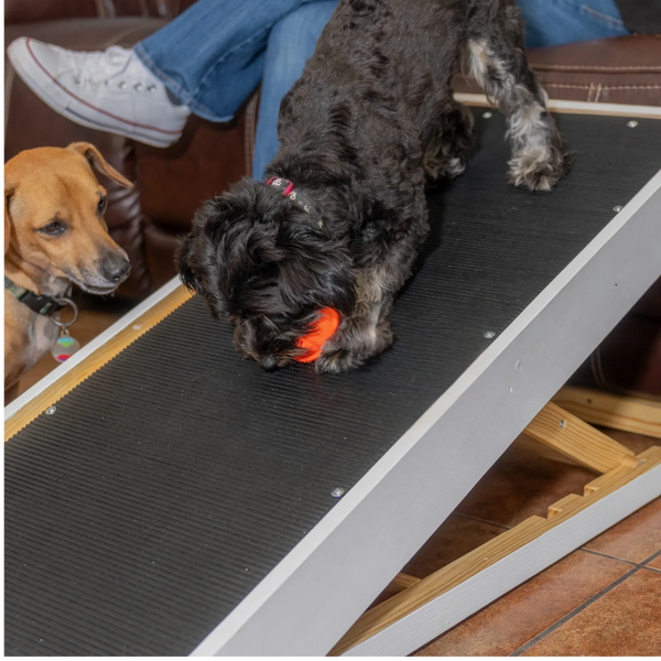Playful puppy on the Hexapaws dog ramp with a ball, while a small dog watches.