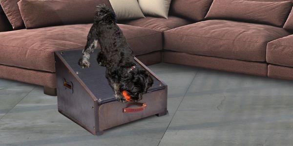 Playful dog on a Hexapaws dog ramp with a toy, learning to use the small dog ramp confidently.