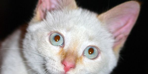 Close-up of a white cat with blue eyes and text about making the right choices for pets.
