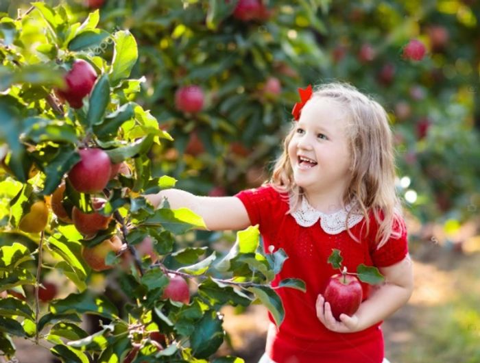 How to Grow Your Organic Apples